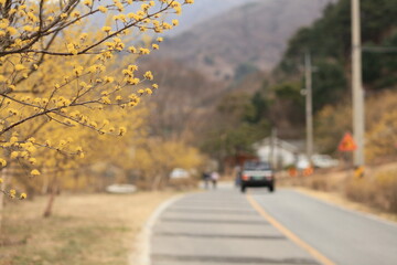 구례 산수유마을