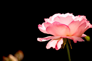 Delicate pink rose in the garden on a dark background.