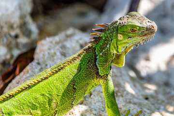 iguana on a rock