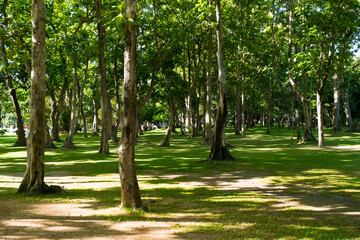 Green tree forest in city with green meadow.