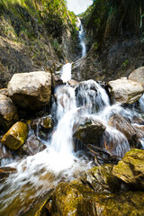 Flores y plantas silvestres en los andes del Perú