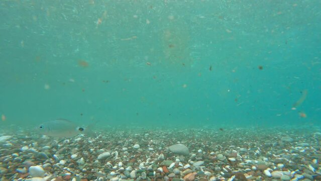 Fish oblada melanura swims to right in turquoise turbid water over bottom of multicolored stones , escapes from pursuit , hides in depths . Shooting gray fish with dot on its tail. Mediterranean Sea 