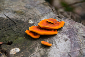 Flores y plantas silvestres en los andes del Perú