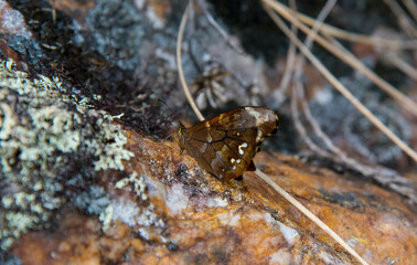 Flores y plantas silvestres en los andes del Perú