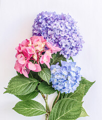 Bouquet of hydrangea flowers in pink, blue and purple on a white background, Illustrative