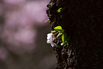 大木の胴ぶきの桜