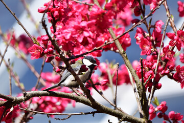 ボケに止まるシジュウカラ