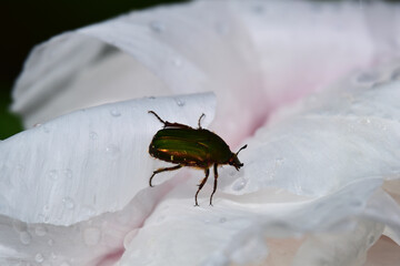 雨に濡れるボタンに止まるコガネムシ