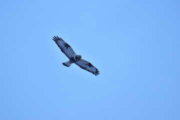 上空を旋回するケアシノスリ