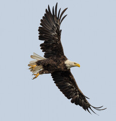 Flying bald eagle against a grey sky