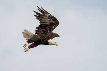 Flying bald eagle against a grey sky