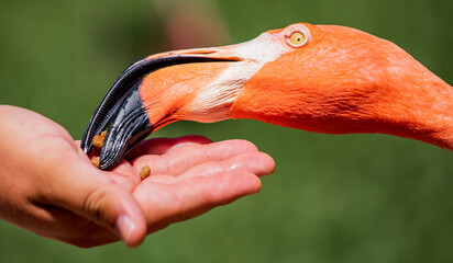 Flamingo Fun in the Sun