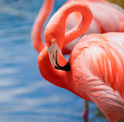 Flamingo Fun in the Sun