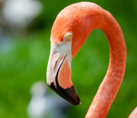 Flamingo Fun in the Sun