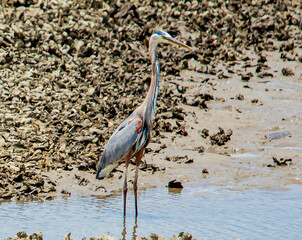 Heron going for the Biggest Catch of the Day