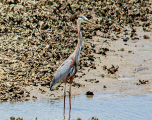Happy Heron Posing