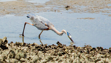 Going in for the Catch