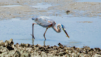 Heron Snacking