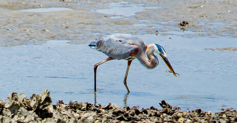 Heron Enjoying an Appetizer