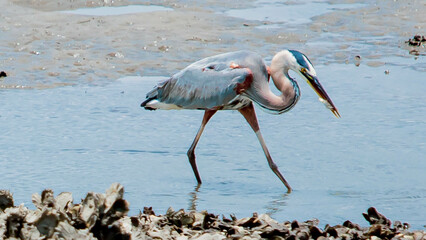 Heron going for the Biggest Catch of the Day