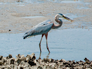 Heron going for the Biggest Catch of the Day
