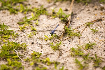 Blue Dragonfly perching on the ground