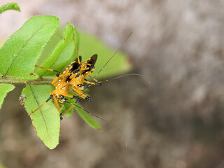 Assassin bug (Harpactorinae) mating on a green leaf with blur background.