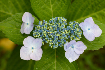 日本の6月のアジサイ　水滴が滴る青紫のガクアジサイのマクロ撮影　コピースペース有