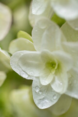 日本の6月のアジサイ　水滴が滴る白い花びらのスーパーマクロ撮影　コピースペース有