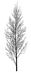 Obraz premium Silhouette of a tree on a white background. Vector realistic black and white illustration of a young poplar.
