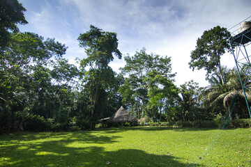 Photographs of the jungle of Peru.