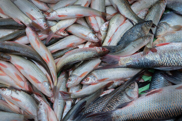 Various fishes displayed for sale at Territy Bazar, Kolkata, West Bengal, India..