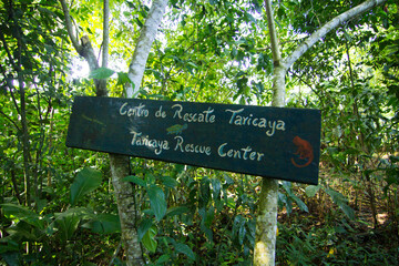 Photographs of the jungle of Peru.