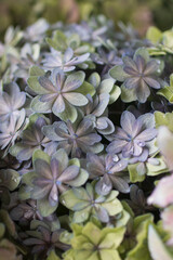 日本の6月のアジサイ　薄い青色のアンティークな色合いのアジサイのアップ