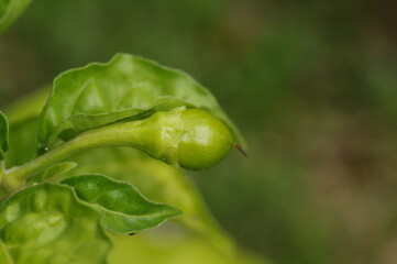 実ができはじめたハバネロ