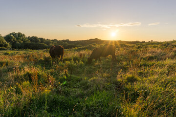 Fototapeta na wymiar Cows on a meadow in golden sunlight at sunset in the evening in France