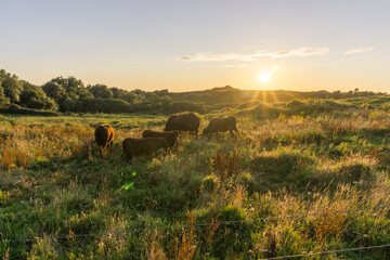 Cows on a meadow in golden sunlight at sunset in the evening in France