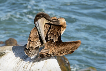 Pelican Contortions