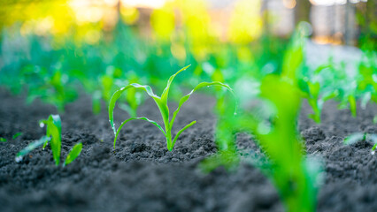 Young green corn in drops of water grows close-up on a garden bed. Corn sprouts in the process of growing