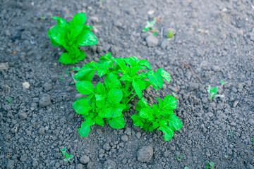 Bright green saturated leaves of a growing potato close-up against the background of the soil of a garden bed