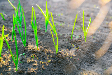 Young green onions grow in a garden bed close-up at sunset