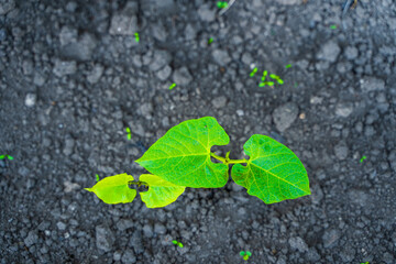Green first leaves of a growing bean close-up against the background of the soil, top view