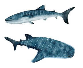 Fototapeta premium Watercolor hand dawn whale shark, tropical dangerous spotted fish, sea ocean underwater wildlife, natural endagered species nautical print poster.