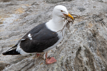 Nesting Sea Gull