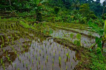 view of green rice fields in the countryside. West Java - Indonesia