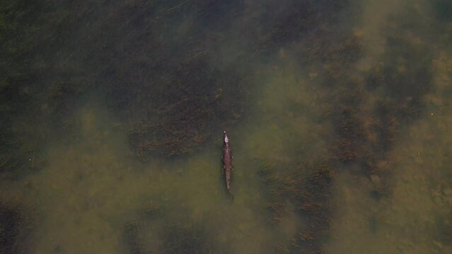 Aerial footage of crocodile in river, Kununurra, Western Australia