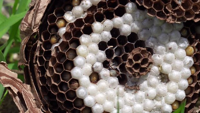 Tokyo,Japan - June 27, 2022: Exterminated beehive of wasp or yellow jacket or hornet or Vespa mandarinia
