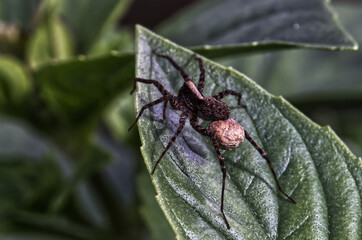 Spinne auf  Basilikum