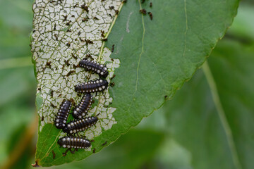 Cottonwood leaf beetle larva, Chrysomela scripta Fabricius, feed on a cottonwood leaf.