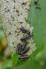 Cottonwood leaf beetle larva, Chrysomela scripta Fabricius, feed on a cottonwood leaf.